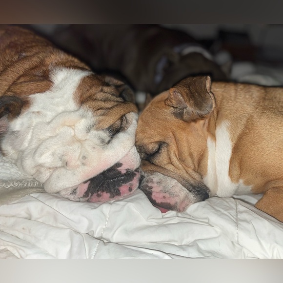 Meet your Posher, Audrey - Picture 2 of 7